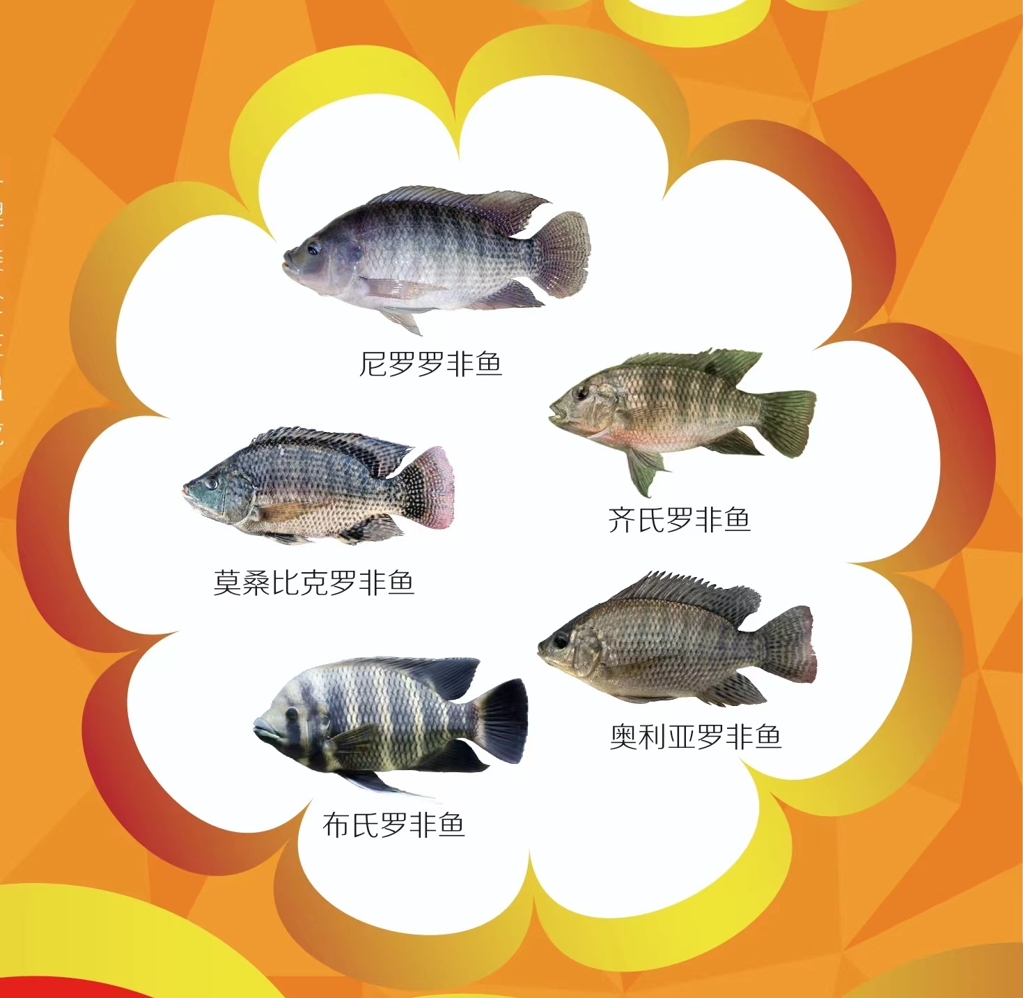 6月6日放生日，请注意这些物种不能放！