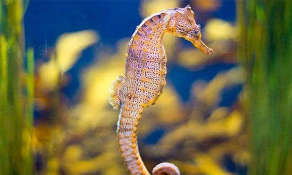 人工繁育国家重点保护水生野生动物保护名录（第一批）